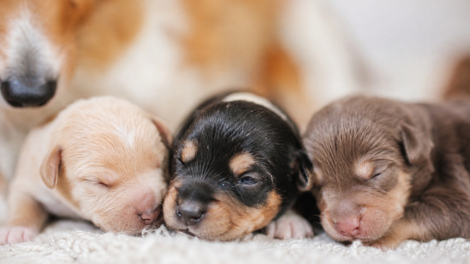 Cuándo abrirán los ojos los cachorros