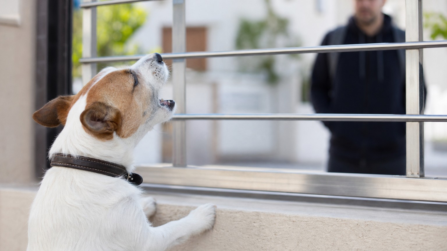 Por qué mi perro ladra a desconocidos