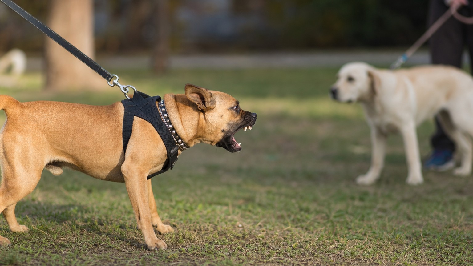 Por qué mi perro ladra a otros perros