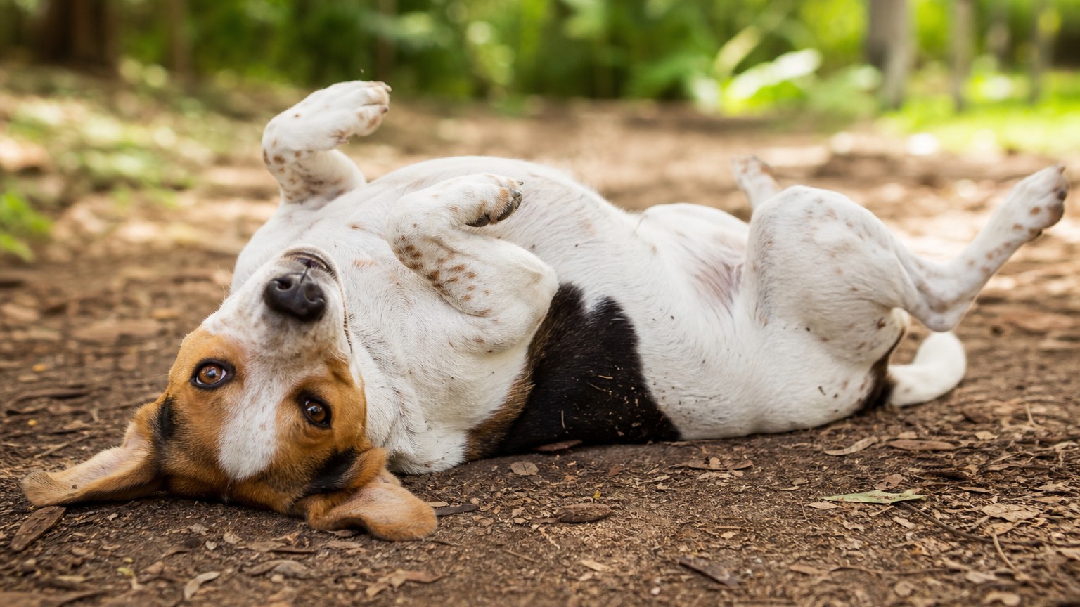 Por qué mi perro se revuelca en el suelo