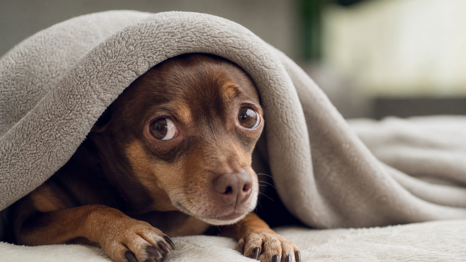 Por qué mi perro tiembla