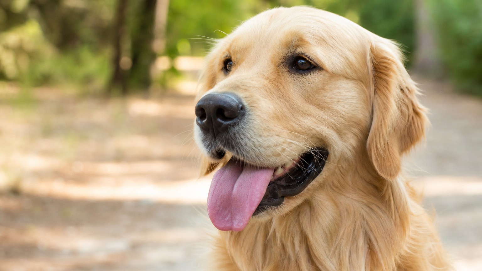 Qué significa que un perro saque la lengua