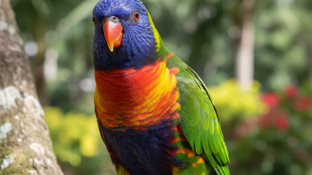 Loro Arcoíris