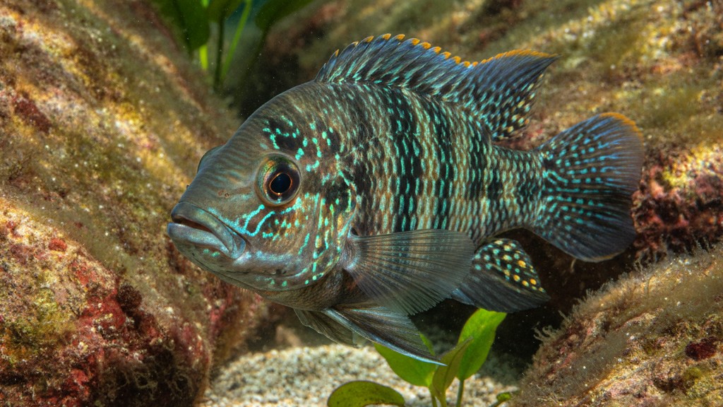 Cíclido Jack Dempsey