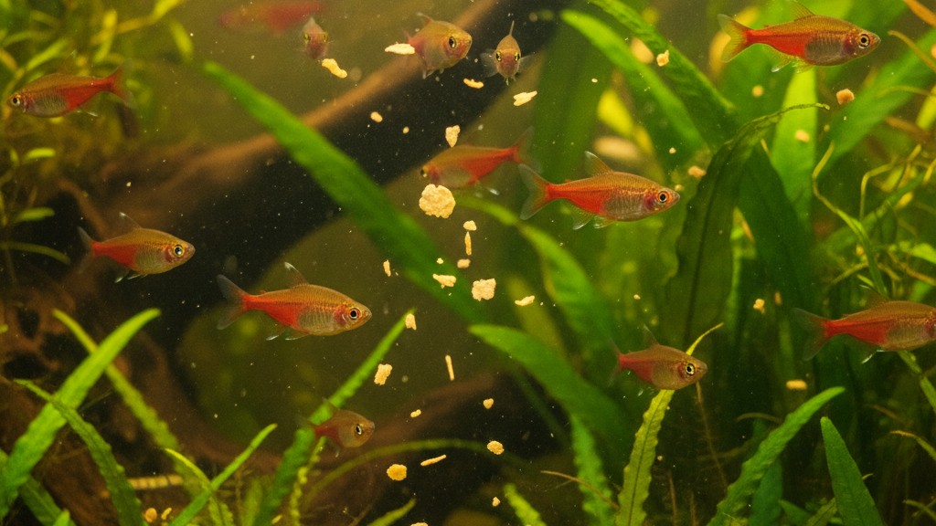 Alimentación adecuada para Rasbora arlequín en acuarios