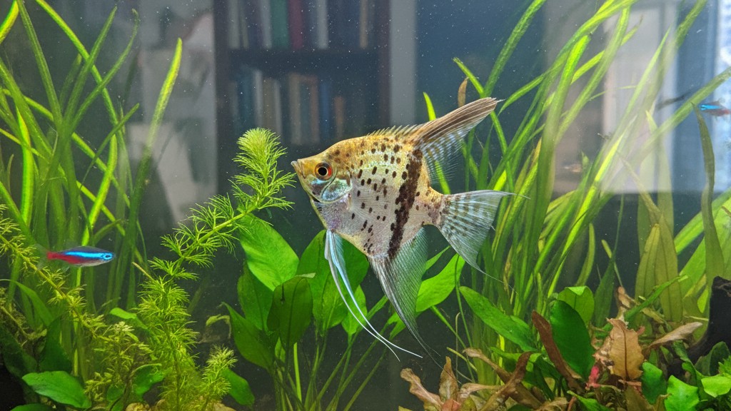 Comportamiento típico del Pez Ángel Leopardo en el acuario