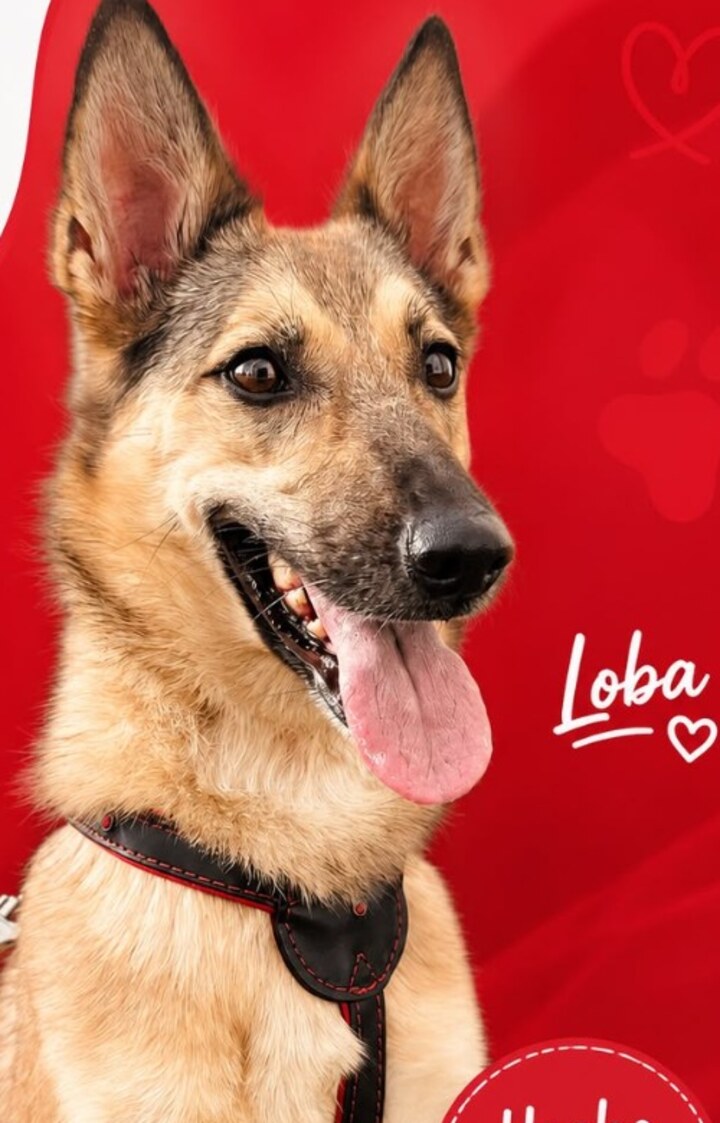 Loba, la perra de Mar