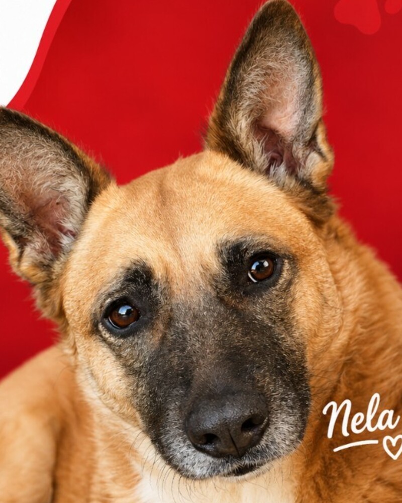 Nela, la perrita de Mar