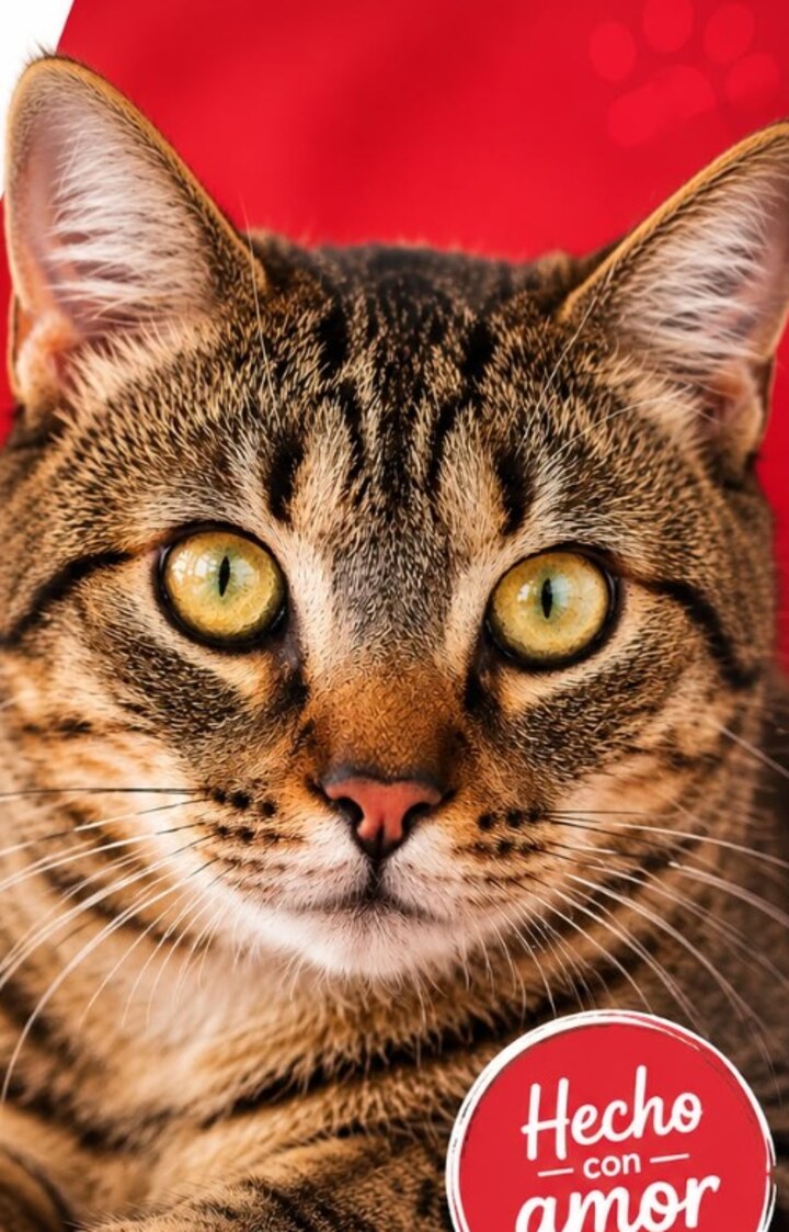 Zlatan, el gato de Mar