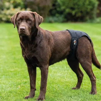 Braguita Slip de Nylon Extra Nº5 Moly (60–70 cm) | Correa Ajustable y Resistente para Perros Grandes