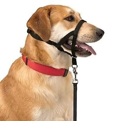 DOG CONTROL N.5 42cm