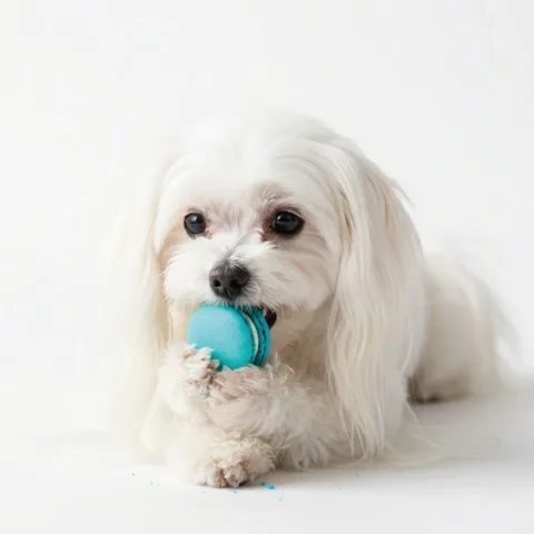 Snack premium para perros en estuche de 15 unidades