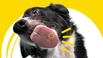 Administration orale d'ADTAB OTC 900 MG à un chien moyen