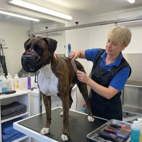 Chien Boxer avec muselière cestino Nº4 Moly lors d'une promenade