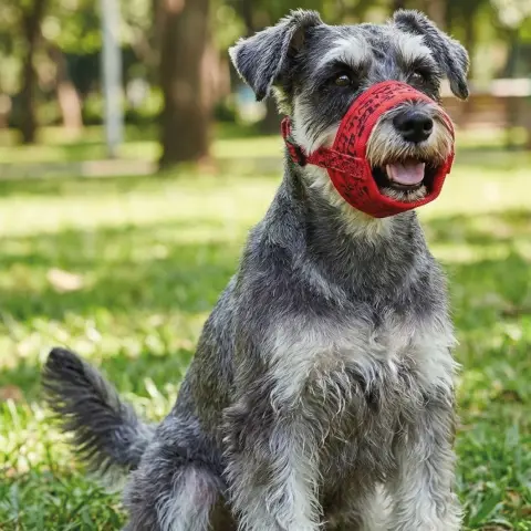 Matériau respirant et doux de la Muserolle Deluxe Pois pour chiens