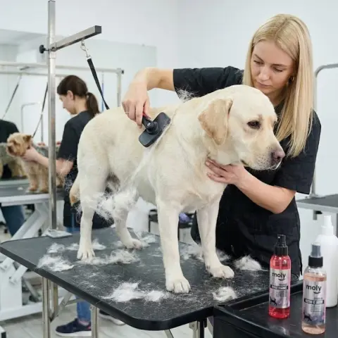 Mango ergonómico antideslizante de la carda expulsa pelo Moly Confort