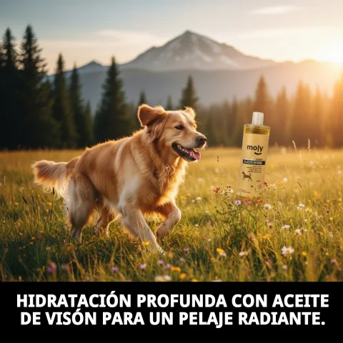 Application du shampoing sur un chien au pelage long et délicat