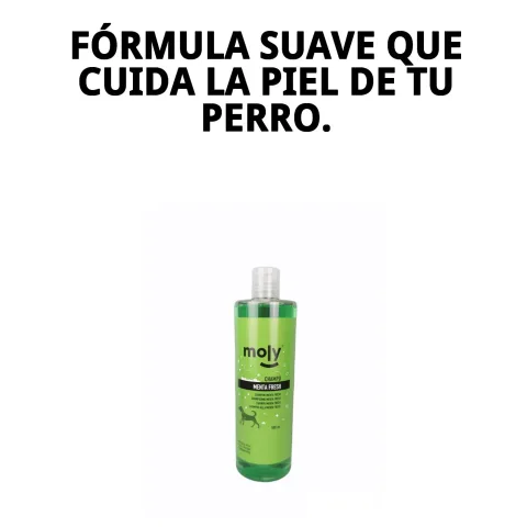 Chien au pelage propre et frais après un bain avec le shampoing Menta Fresh