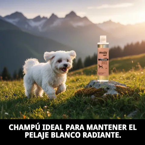Champú Moly para pelajes blancos en uso sobre perro