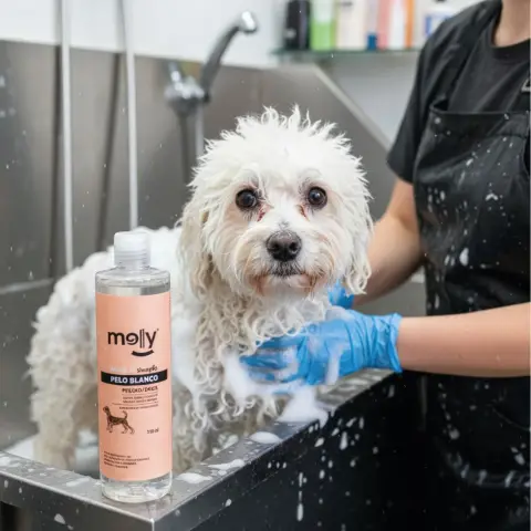 Texture du shampoing illuminateur pelage blanc Moly