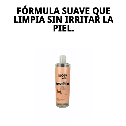 Application du shampoing pelage blanc sur chien