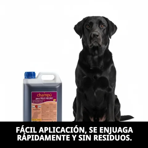 Perro con pelaje negro brillante tras uso champú Moly