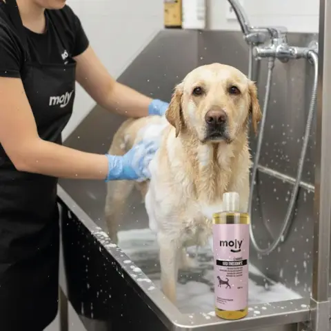 Détail de l'emballage du shampoing Usage Fréquent Moly 500 ml