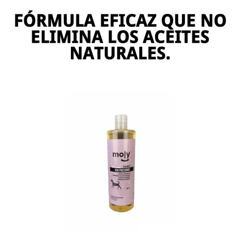 Application du shampoing Usage Fréquent Moly sur un chien