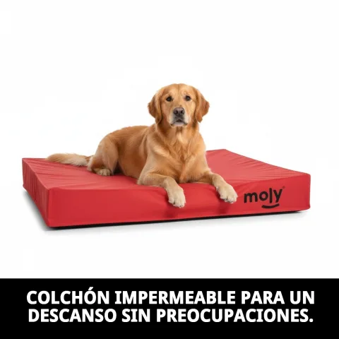 Matelas imperméable rouge en intérieur domestique