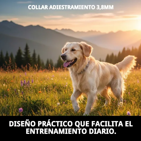 Uso del collar en paseo canino para mejor obediencia