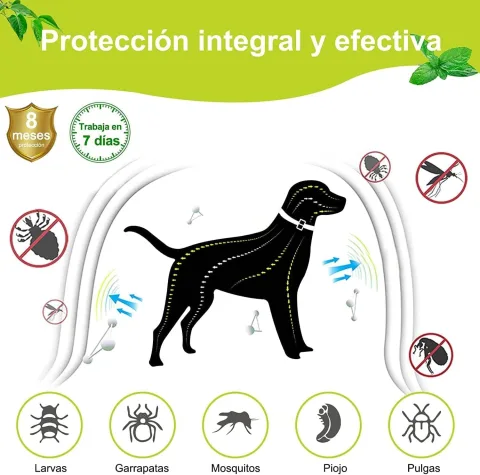 Collier Moly porté par un chien de taille moyenne