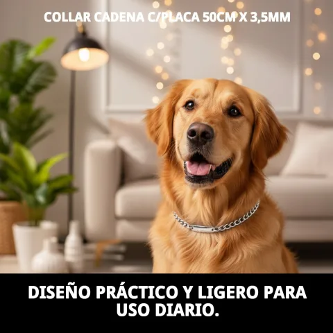 Collar cadena con placa colocado en cuello de perro mediano