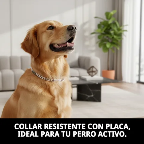 Collar cadena metálico para perros medianos y grandes en uso