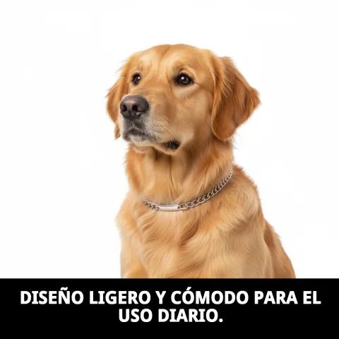 Collar cadena con placa sobre fondo blanco en Mar Mascotas