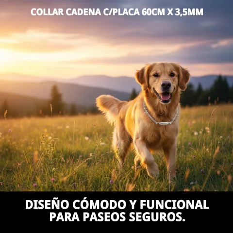 Uso del collar cadena con placa en perro durante paseo