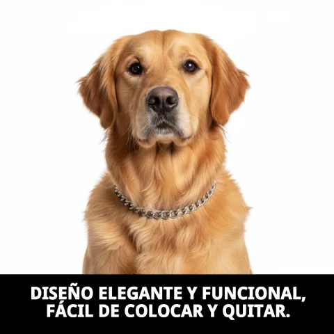 Uso recomendado del collar cadena cromada en perros medianos