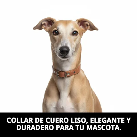 Collar de cuero liso colocado en perro pequeño