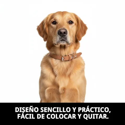 Collar cuero liso mostrando tamaño y ancho