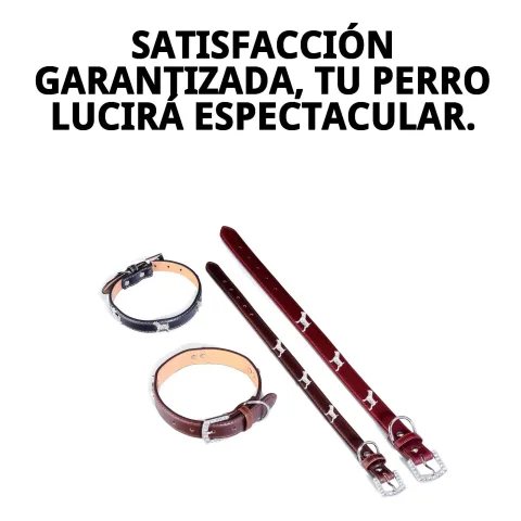 Collar cuero para perros de raza mediana en uso durante paseo