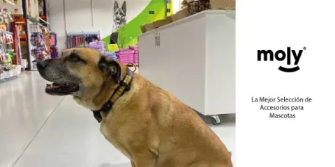 Cierre y hebilla del collar Luxury Reflectante para perros