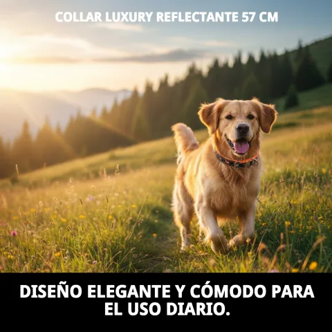 Perro con collar Luxury Reflectante en zona urbana de noche
