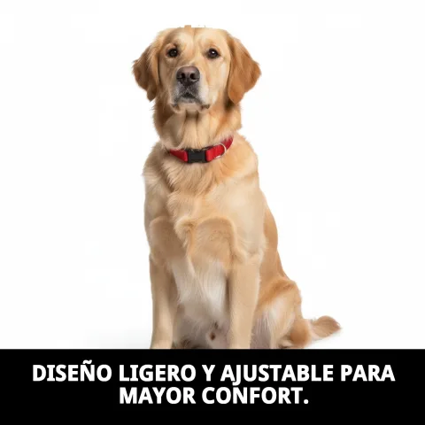 Collar nylon liso colocado en perro pequeño durante paseo