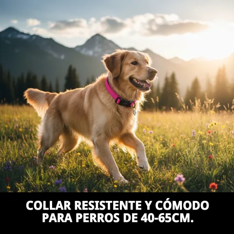 Collar nylon liso ajustable en perro de tamaño medio