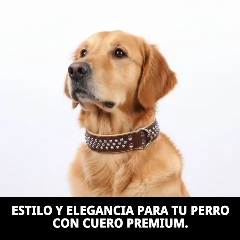 Collar piel luxury clavo ajustado en cuello de perro de tamaño mediano