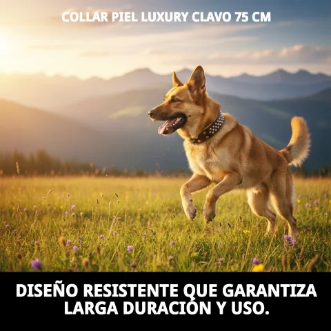 Uso del collar piel luxury clavo en perro durante paseo