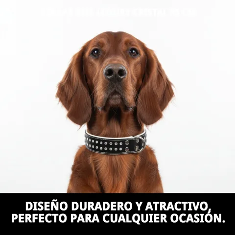 Uso del collar luxury cristal en paseo con correa