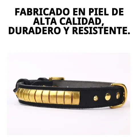 Perro con collar de piel luxury negro durante paseo urbano