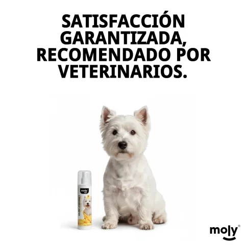 Perro con pelaje perfumado tras aplicar colonia Moly