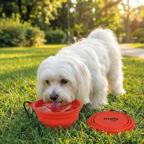 Chien buvant dans la gamelle pliable en silicone Moly