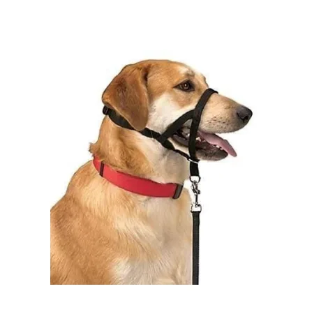Perro con collar Dog Control N.4 en paseo controlado